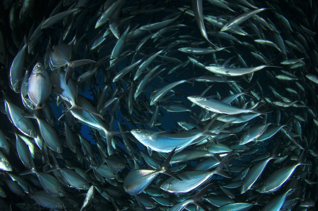 School of shoal of Mackerel fish underwater in sea